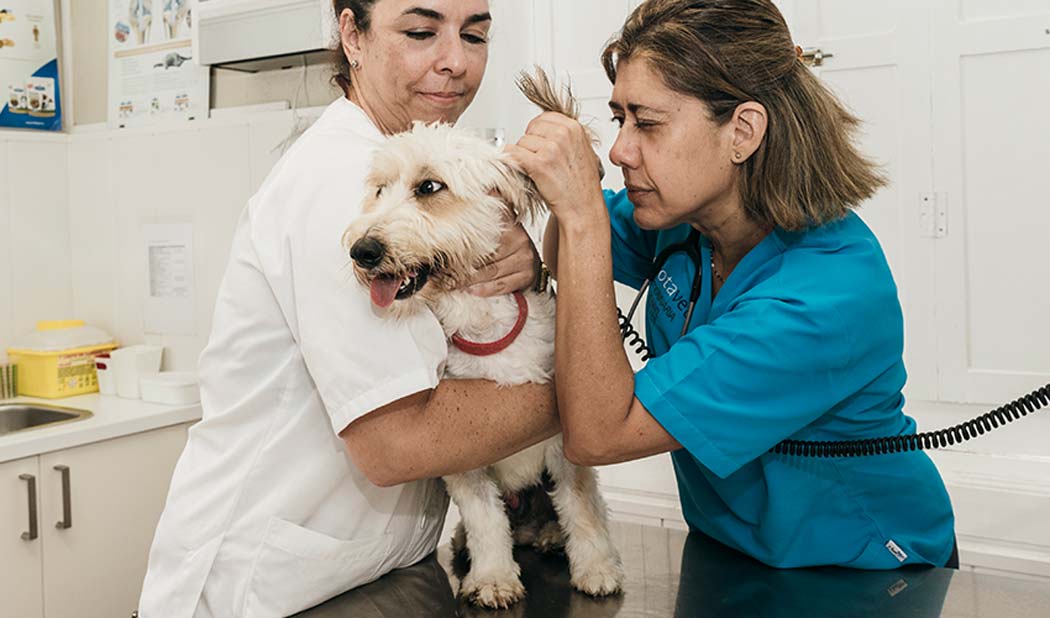 Servicios en clínica veterinaria tenerife Orotavet